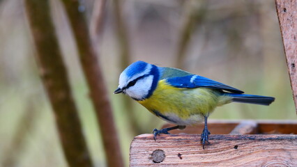 Blaumeise blickt vom Vogelhäuschen