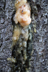 Oleoresin oozes from the trunk of a conifer tree