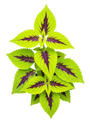 Vibrant Lime Green and Purple Leaf Plant Against transparent background