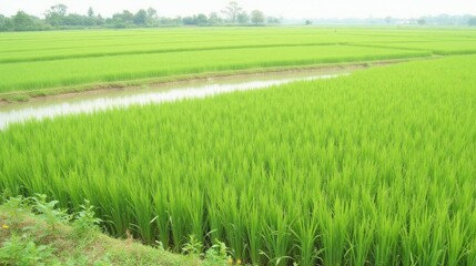 Obraz premium Lush Green Rice Fields with Water Canal Under Clear Blue Sky