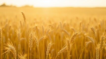 Naklejka premium Golden Wheat Field Under Warm Sunlight in Rural Landscape Scene