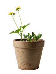 Vibrant yellow flowers in a rustic terracotta pot