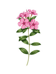 Fototapeta premium Delicate Pink Flowers and Green Leaves