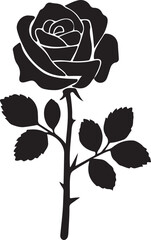 rose on a white background