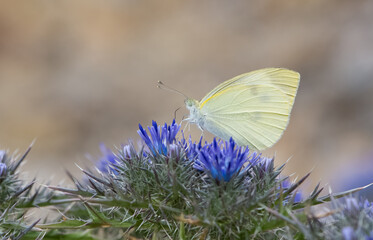 wildlife photos. photos of butterflies in natural areas.