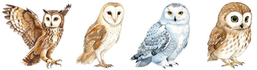 Fototapete Collection of four different  painted owl species, eagle owl, barn owl, snowy owl, little owl, isolated on transparent background © Flowal93