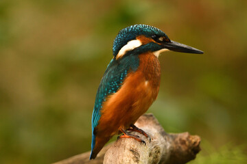 Eisvogel