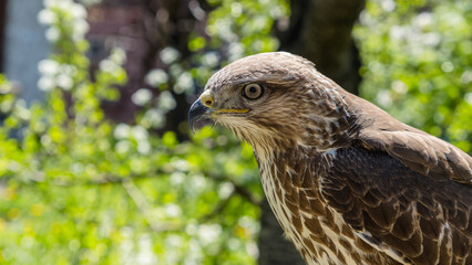 A close-up of a hawk's head against a green background.