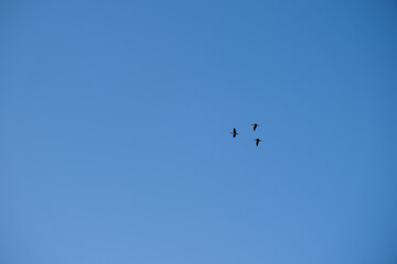 Fototapeta premium Three birds fly against the background of a blue and clear sky