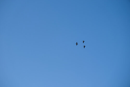 Three birds fly against the background of a blue and clear sky