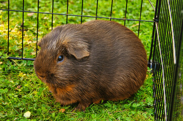 Fototapeta premium Brown guinea pig on the grass