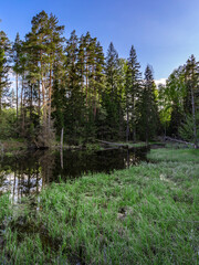 Obraz premium Forest with a lake in the middle