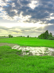 Naklejka premium Field of grass with a puddle of water in the middle