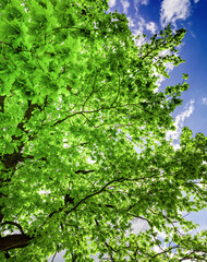 Tree with green leaves is in the foreground and the sky is blue