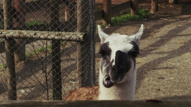Llama Chewing Rum in the Barn