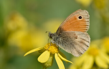 wild animals.photos of various butterflies.