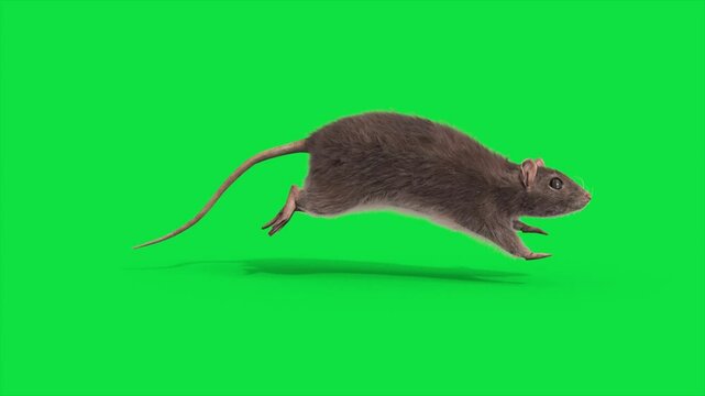 Green Screen Rat real fur Runcycle Side Loop Animals 3D Animations Rendering CGI 4K