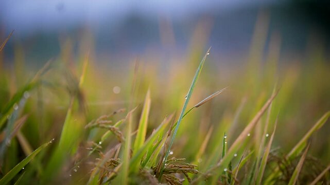 Paddy seeds, Dhan Kheti in Assam, Xunguti, Rice cultivation, Rice corps