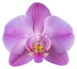 Fototapeta premium PNG Vibrant pink orchid flower