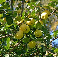 Ripe yellow apples (Malus domestica). Harvest