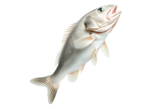White fish with cod detailed scales, open mouth, and fins isolated on white transparent background, concept of marine wildlife.