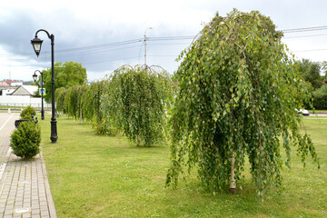 Linear planting of Young's birch (Betula pendula 'Youngii') in the park