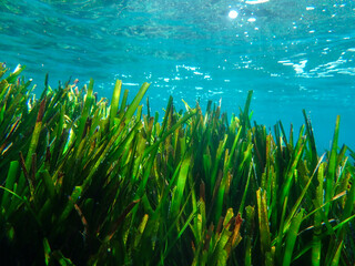 bubbles, bubble, water, underwater, sea, air, deep, undersea, under, background, wave, liquid,...