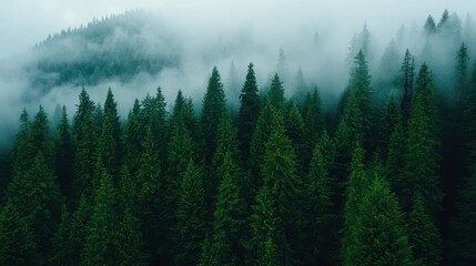 Fototapeta premium Lush green coniferous forest shrouded in mist, creating a serene and mysterious atmosphere in nature.