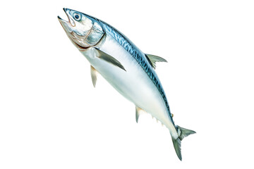 Fototapeta premium Fresh mackerel fish with detailed scales and fins isolated on white background. Concept of seafood and marine life