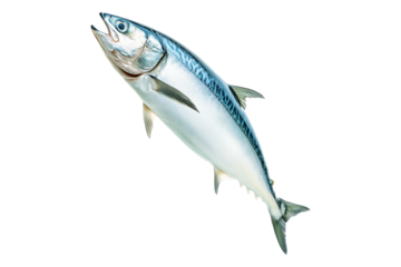 Fresh mackerel fish with detailed scales and fins isolated on white background. Concept of seafood and marine life