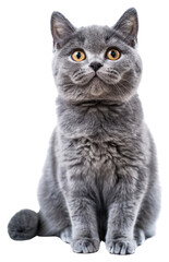 Obraz premium PNG Adorable gray cat portrait