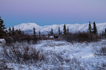 Pink sky over moose in snowy field