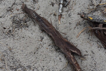 Dry pine tree trunk in the forest on the ground close-up