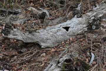 Dry pine tree trunk in the forest on the ground close-up
