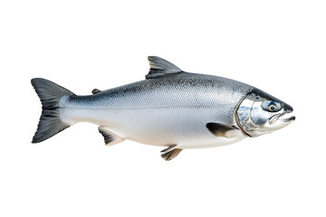 Obraz premium Silver salmon fish with fine details, textured scales and fins isolated on white transparent background.
