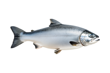 Silver salmon fish with fine details, textured scales and fins isolated on white transparent background.