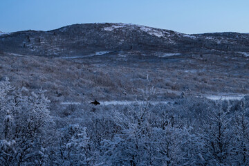 Moose lying in  field in front of hills in Alaska