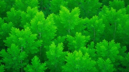 Fototapeta premium Lush Dense Green Foliage Aerial View of Vibrant Tree Canopy