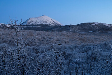 Moose lying in snowy field in front of Donnelly Dome