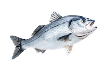 Obraz premium Silver sea bass fish isolated on white transparent background, showcasing its shiny scales and natural texture