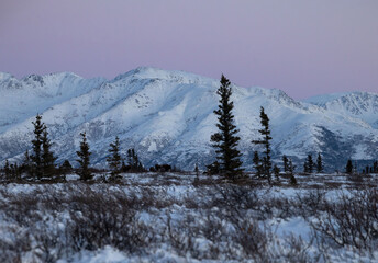 Pink sky over moose walking in snow in Alaska