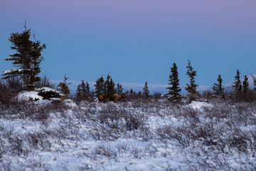 Moose in snow with trees under colorful sky in interior Alaska.