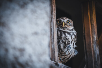 Little owl (Athene noctua) sitting in wood window. Dark background. Little owl portrait. Owl...