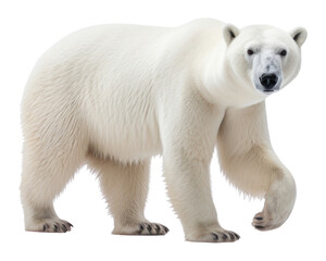 Fototapeta premium PNG Polar bear wildlife animal mammal.