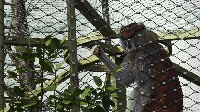 Monkey Behind Wire Cage at Zoo
