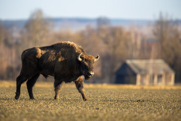 European bison - Bison bonasus in the Knyszyn Forest (Poland)