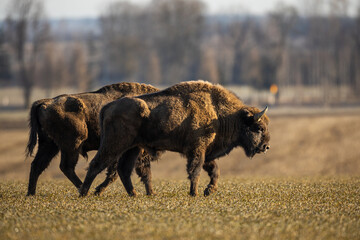 European bison - Bison bonasus in the Knyszyn Forest (Poland)