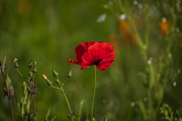 blooming garden scene, dramatic colors, happiness feeling, copy space