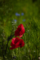 Obraz premium Two red poppies blooming in the spring garden
