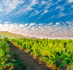 beautiful green sunset garden with rows of young fruit trees in agricutlure farm field during sunset with amazing cloudy sky on background